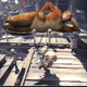 Image for article titled 'Shop Contest: Respect Your Cat Day, Winners